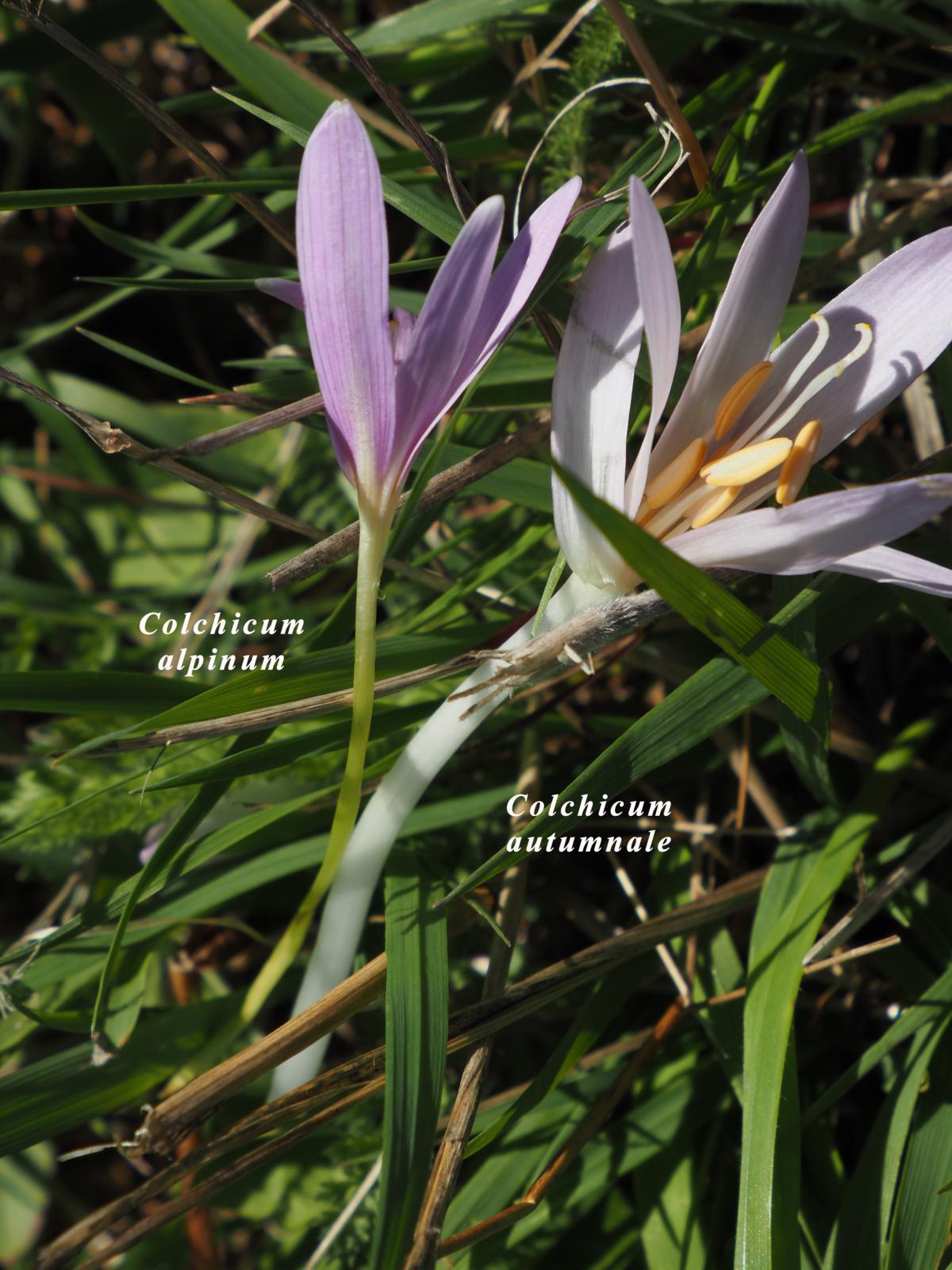 Saffron, Alpine leaf